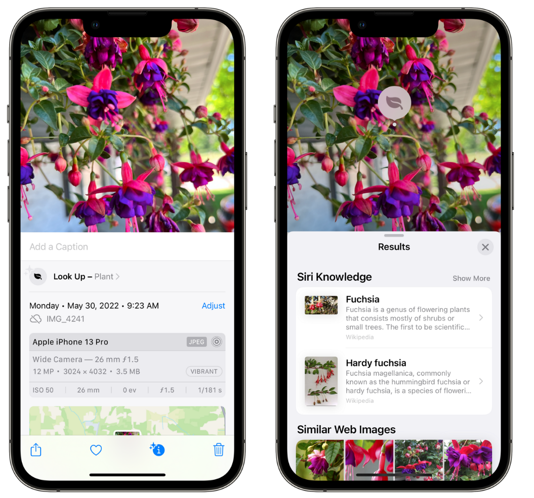 伊吾苹果手机维修分享小技巧：使用 iPhone 相机识别花卉植物 